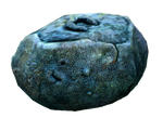 Unused Reefback Coral.png
