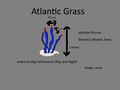 Atlantic Grass Concept "herba Atlántico"
