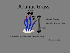 Atlantic Grass Concept.jpg