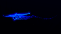 A Ghost Leviathan in the Crater Edge
