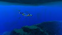 A Pengwing swimming in the Sparse Arctic
