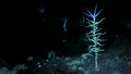 Northern Blood Kelp