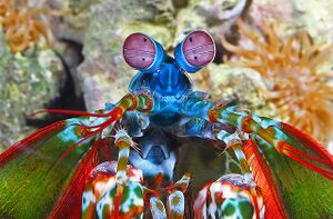 Animals-mantisshrimp-slide1-web.jpg