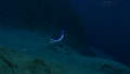 Mr Warper will stop the Sand Shark