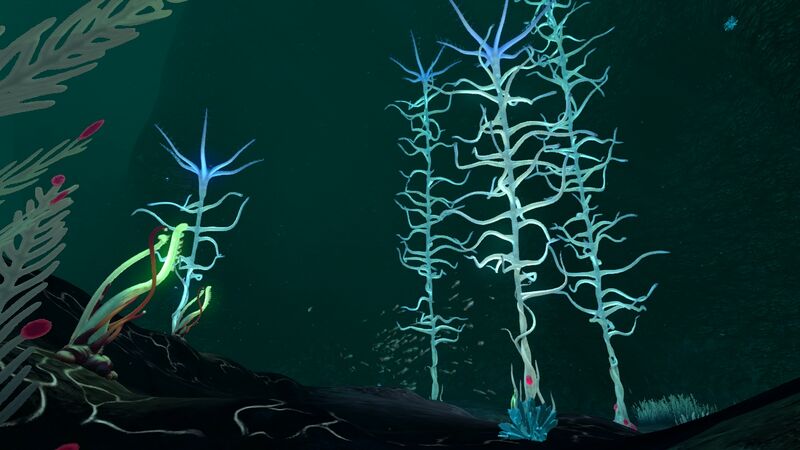 File:BloodKelpZone2 4.jpg
