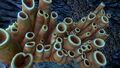 Brown Coral Tubes in a Koosh Zone Caves