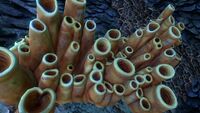 Brown Coral Tubes in a Koosh Zone Caves
