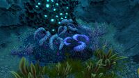 Double Lung Plants in a small cave