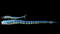 The size of an adult Ghost Leviathan compared to a Reaper Leviathan