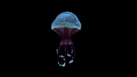 Another side view of the King Jelly with the tentacles folded inwards.