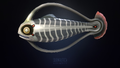 Hoop Fish (Blood version) Model from Sketchfab