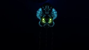 Reefback5.jpg