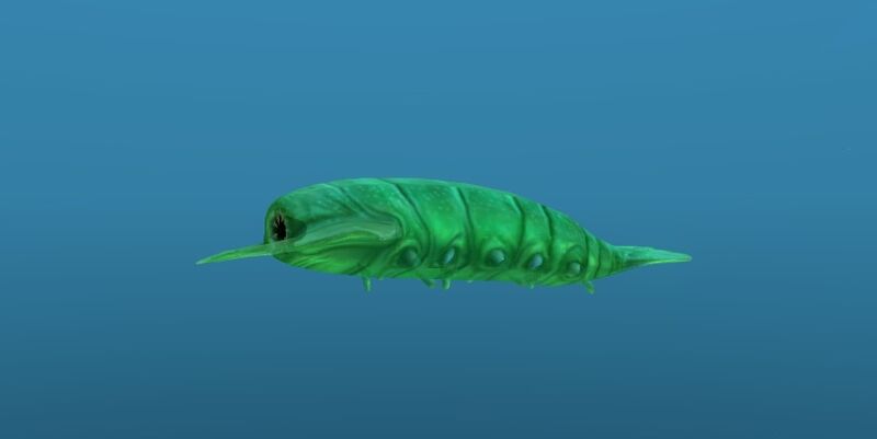 File:Rockgrub 10.jpg