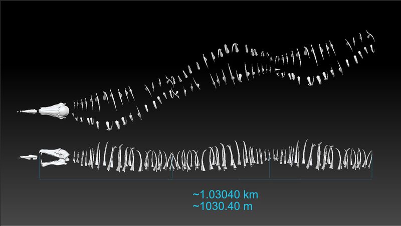 File:Skeleton whole.jpg