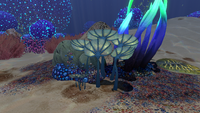 Pygmy Fans in the Bulb Zone