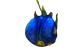 Eggs (7).png