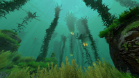 Kelp Forest Biome.png