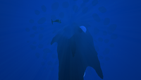 Ditto, viewed from underneath
