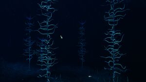 BloodKelpTrenchInfoboxTrue.jpg