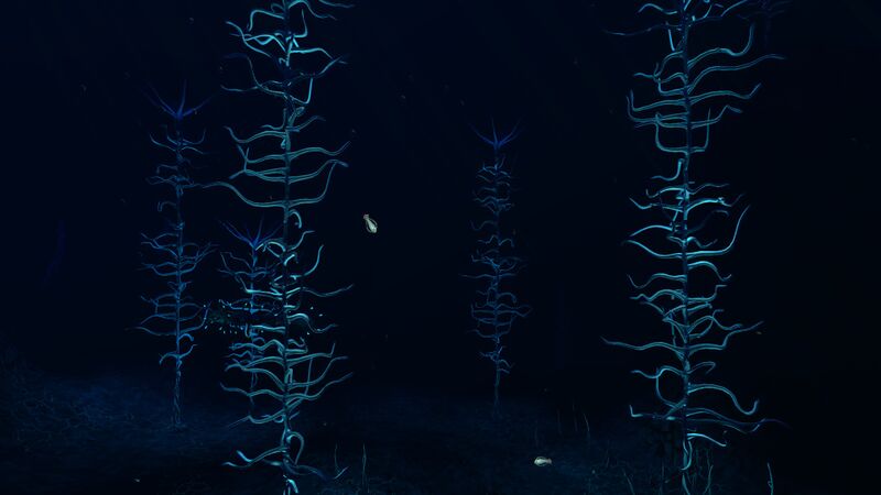 File:BloodKelpTrenchInfoboxTrue.jpg