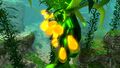 Creepvine Seed Cluster