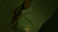 Ditto