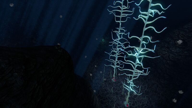 File:Blood Kelp (14).jpg