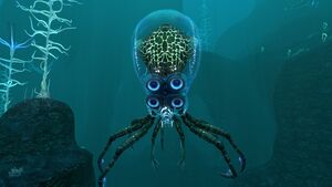 Crabsquid1.jpg