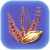 Redwort Seed (BZ).png