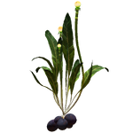 Chinese Potato Plant Flora.png