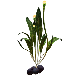 Chinese Potato Plant Flora.png
