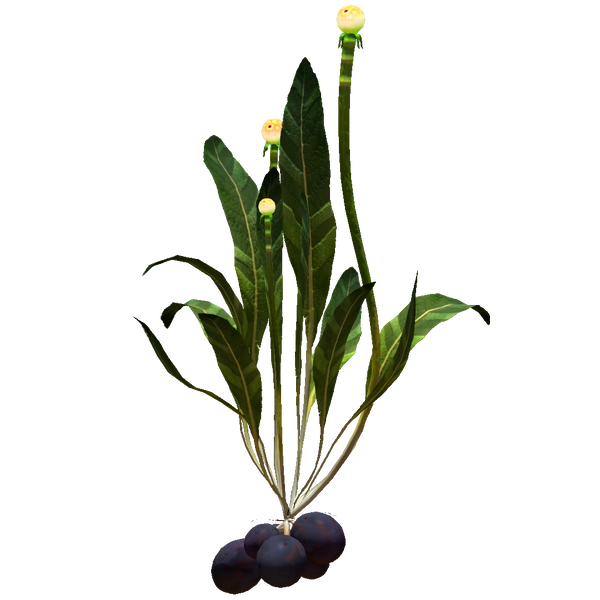 File:Chinese Potato Plant Flora.png