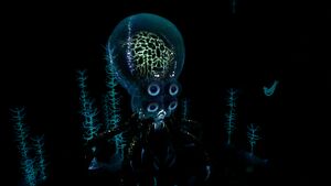 Crabsquid Bioluminescence.jpg