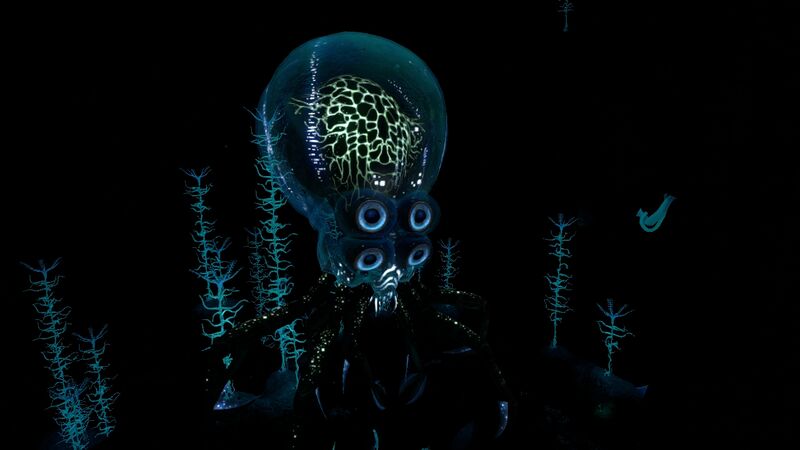 File:Crabsquid Bioluminescence.jpg