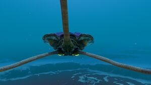 Reefback (2).jpg