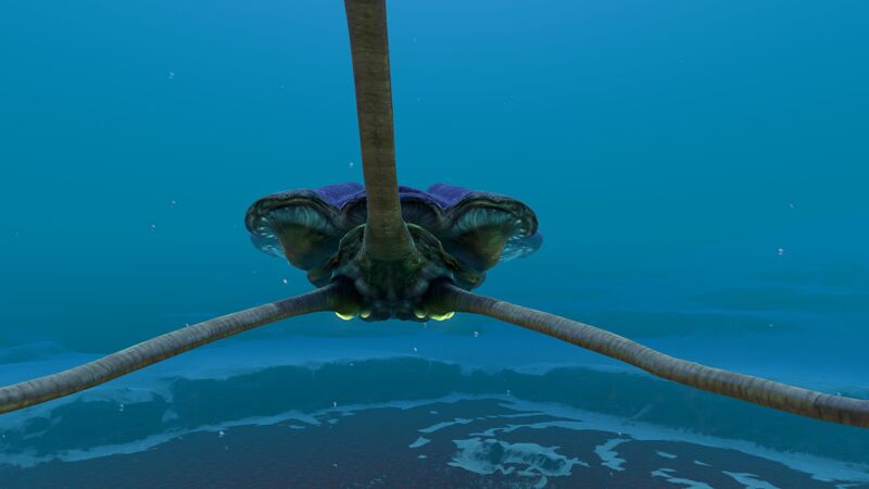 File:Reefback (2).jpg