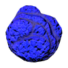 Skull Coral Fauna.png