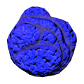Skull Coral Fauna.png