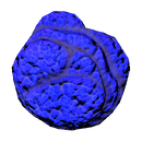 Skull Coral Fauna.png