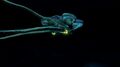 A wandering Reefback at night