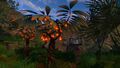 Lantern Tree near the abandoned Seabase