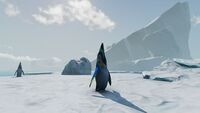 Pengwings on an ice floe