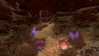 Flora in another cave