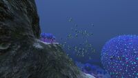 A shoal of Boomerangs in the Koosh Zone