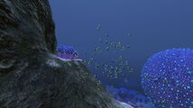 Shoal of Fish in Koosh Zone