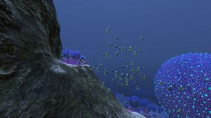 Koosh Zone (6).jpg