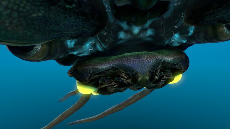 File:Reefback (8).jpg