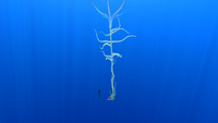 Size comparison with the player