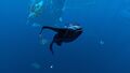 A Glow Whale reaching for the surface