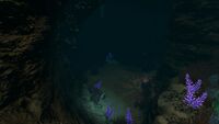 Flora in another cave